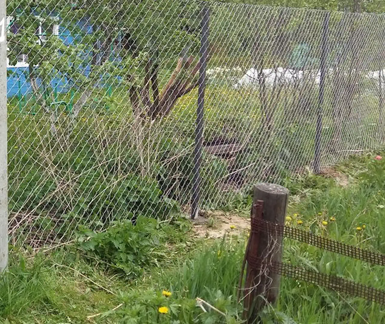 Забор из сетки рабица в натяг с бетонированием столбов фото недорого